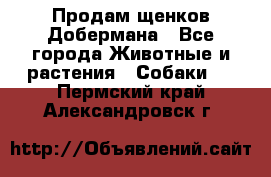 Продам щенков Добермана - Все города Животные и растения » Собаки   . Пермский край,Александровск г.